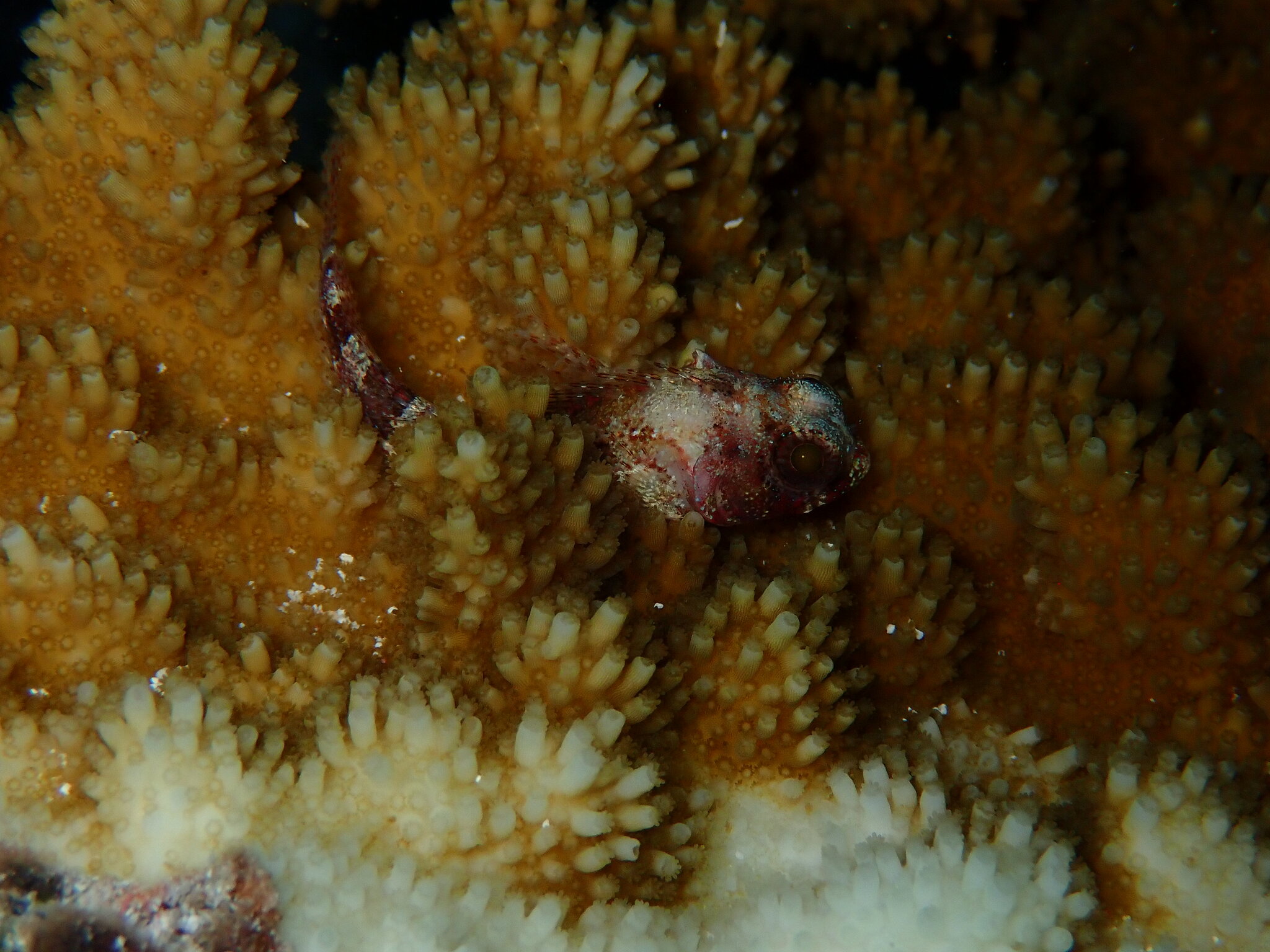 Palehead Blenny photo 4