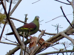 Treron curvirostra
