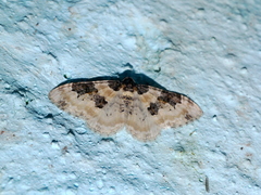 Protorhoe centralisata