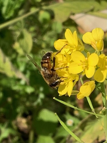 Unknown species found near Somerset County, MD, USA