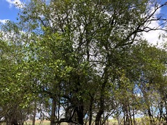 Excoecaria dallachyana