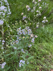 Symphyotrichum elliottii, photograph (c) Jeff Clark, some rights reserved (CC BY)