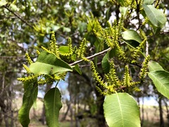 Excoecaria dallachyana