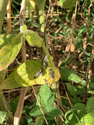 Unknown species found near Somerset County, MD, USA