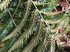 Woodwardia japonica