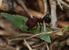 Acromyrmex heyeri