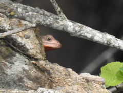 Agama hulbertorum