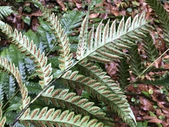 Woodwardia japonica