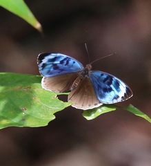 Eunica chlororhoa