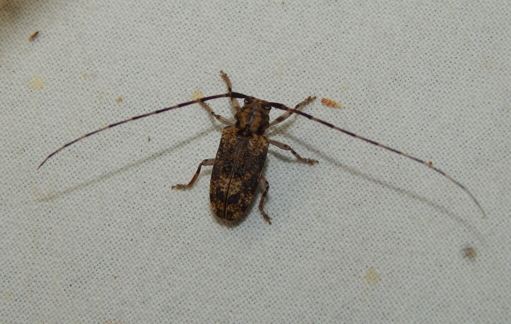 Pseudohapheniastus
