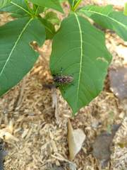 Steirastoma histrionicum