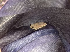 Rhinella humboldti