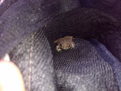 Rhinella humboldti