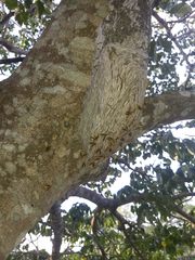 Parachartergus colobopterus