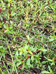 Cliffortia ferruginea, photograph (c) Adele SL, some rights reserved (CC BY)
