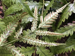 Woodwardia japonica