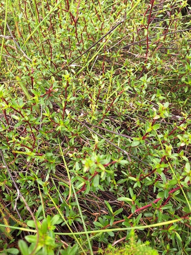Cliffortia ferruginea, photograph 6