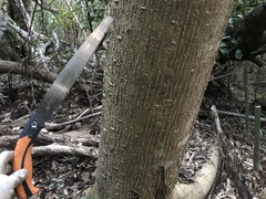 Zanthoxylum ailanthoides ailanthoides