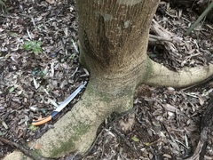 Zanthoxylum ailanthoides ailanthoides