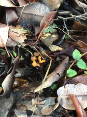 Cudonia spathulata