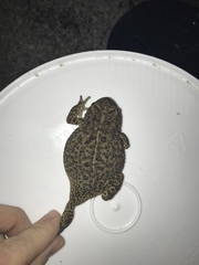 Anaxyrus houstonensis