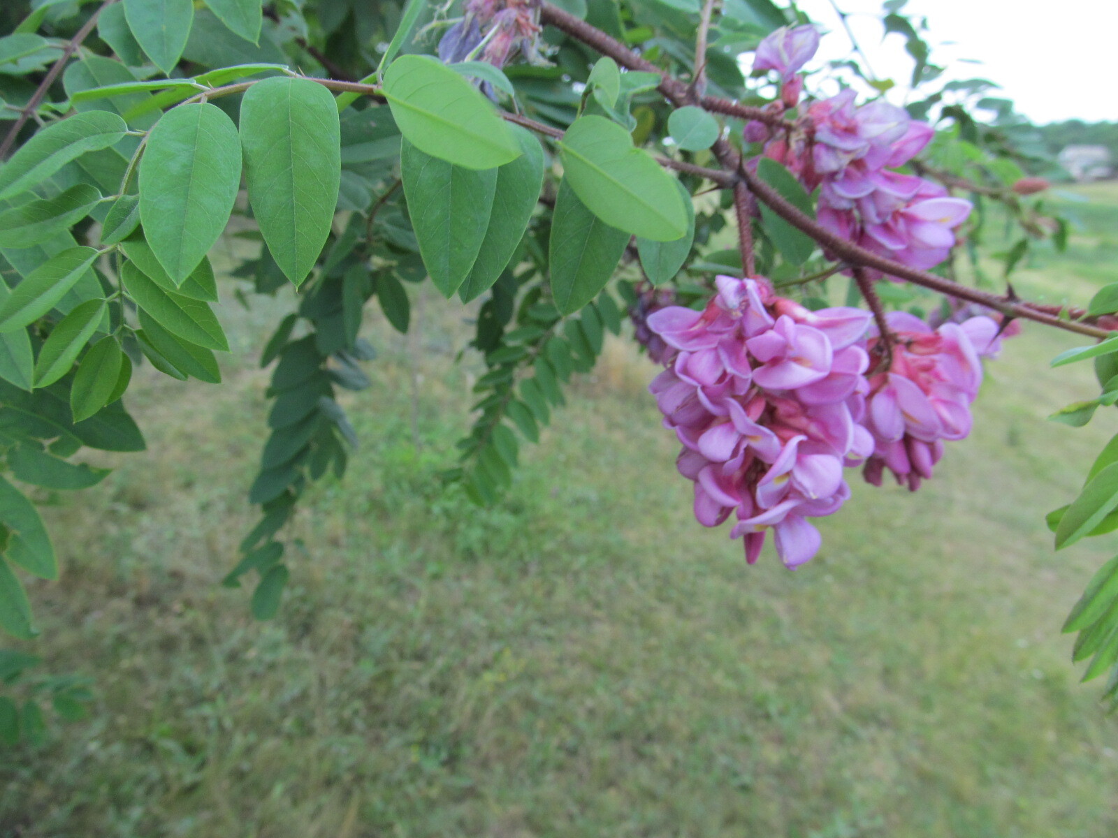 Clammy Locust (Robinia viscosa)