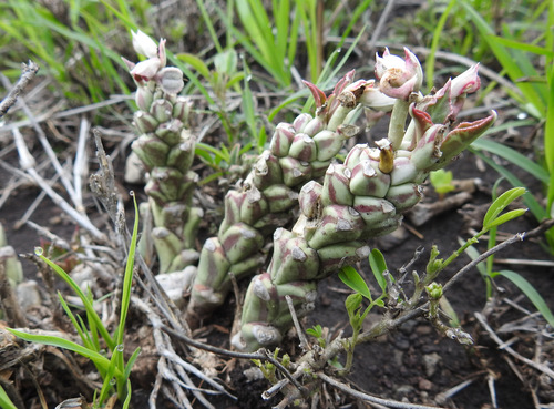 Monadenium succulentum Schweick. 2