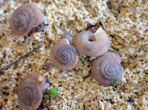 Caracollina lenticula