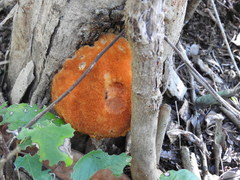 Aurantiporus croceus