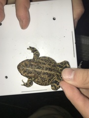 Anaxyrus houstonensis