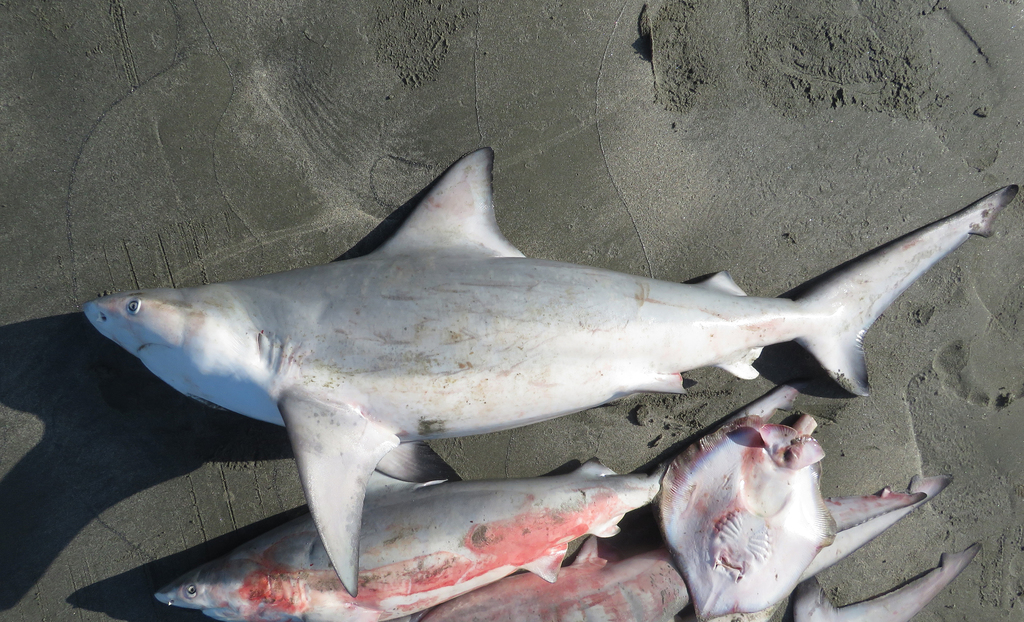 Pigeye Shark