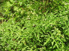 Cnidoscolus aconitifolius