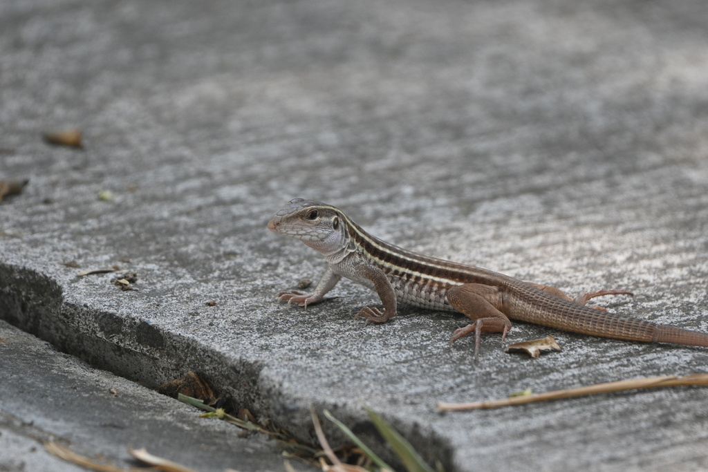 Colima Giant Whiptail