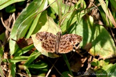 Ebrietas anacreon