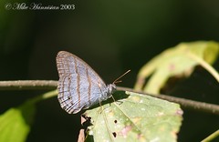 Cepheuptychia glaucina