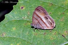 Cissia pseudoconfusa