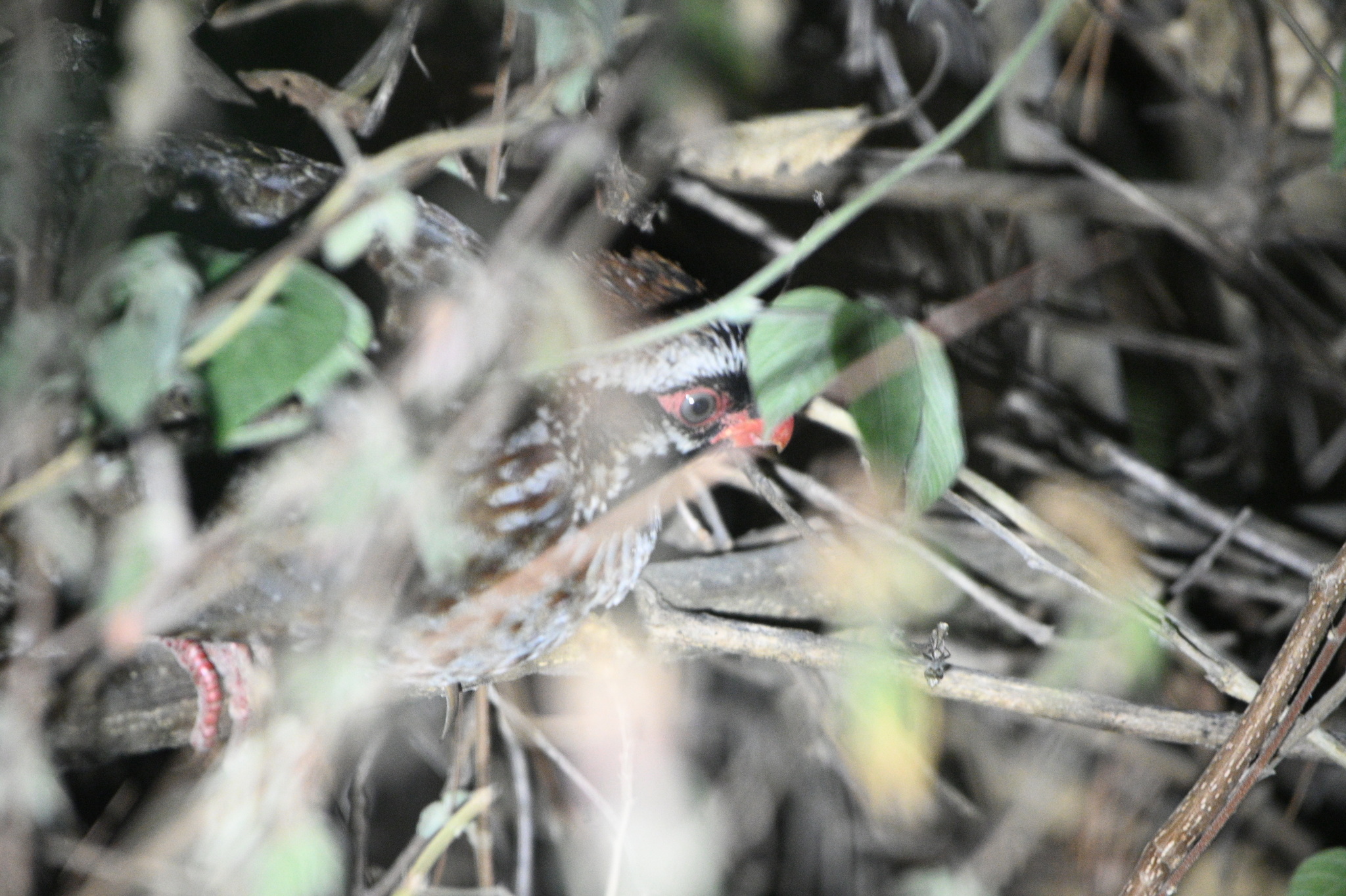 Long-tailed Wood Partridge (Dendrortyx macroura), photo 2