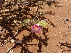 Harpagophytum procumbens