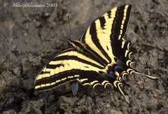 Papilio pilumnus