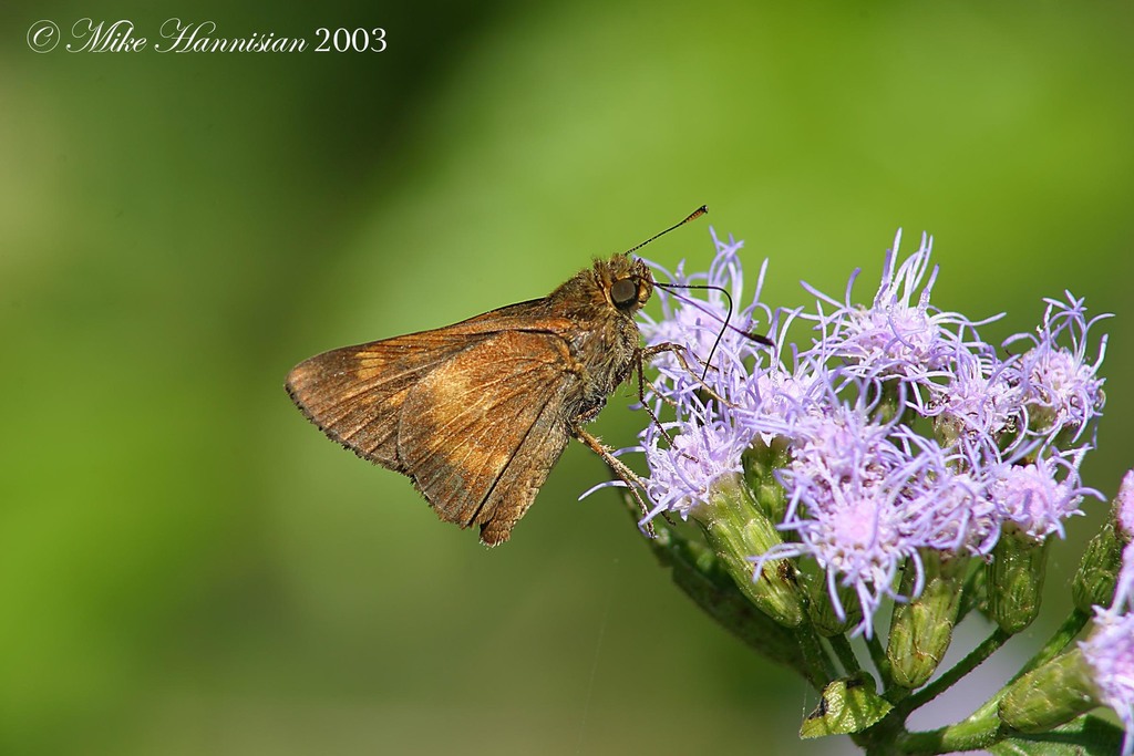 Saturnus obscurus