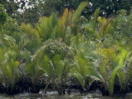Mangrove Palm