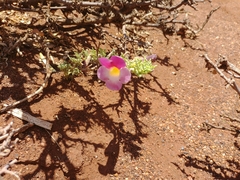 Harpagophytum procumbens