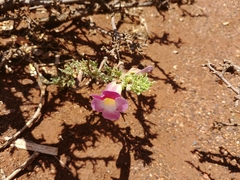 Harpagophytum procumbens