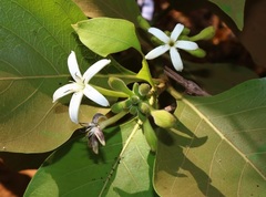 Morinda pubescens