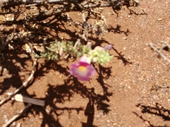 Harpagophytum procumbens