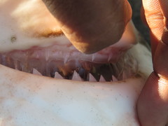 Carcharhinus amboinensis