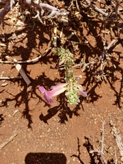 Harpagophytum procumbens