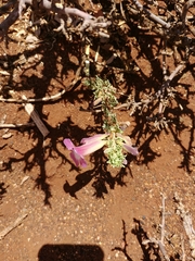 Harpagophytum procumbens