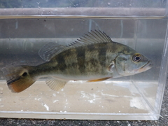Cichla monoculus