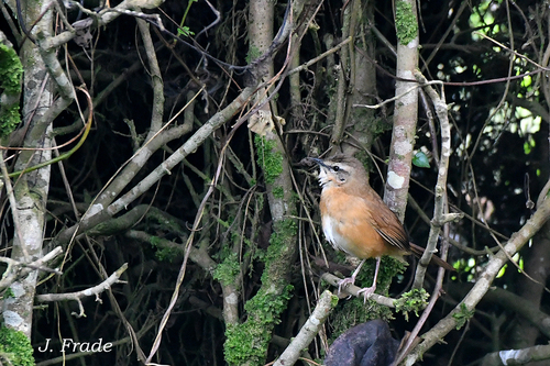 iNaturalist image